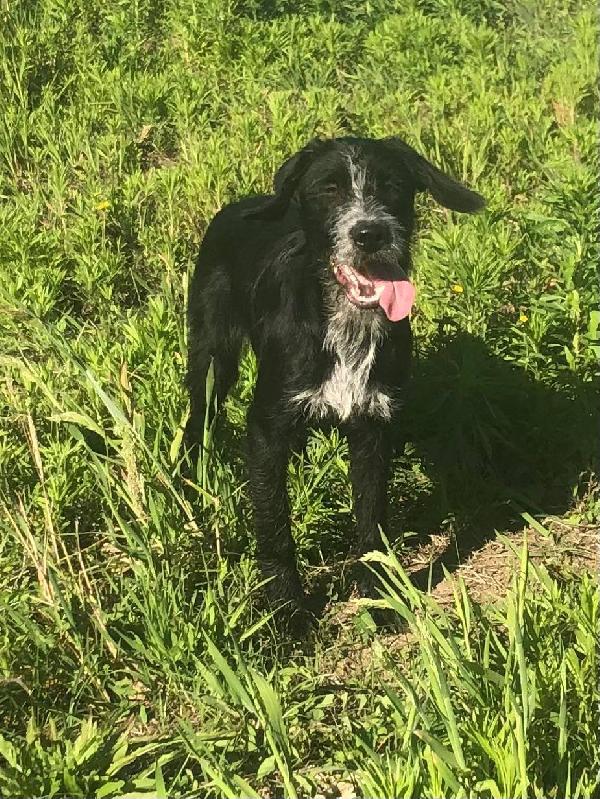  Thor & Loky, due giovanotti in cerca di casa Foto 8